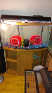 48 Gallon Bowfront Aquarium Fish Tank Setup For Sale