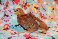 Rhode Isle Red and Pure Orpington Chicks for Sale!