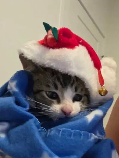 Cute kittens available NOW:), View more