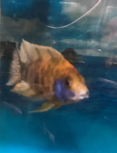 Yellow OB Breeding group, 1 Male and 4 females $60 Key words: aquascaping, aquatic plants, aquarium...