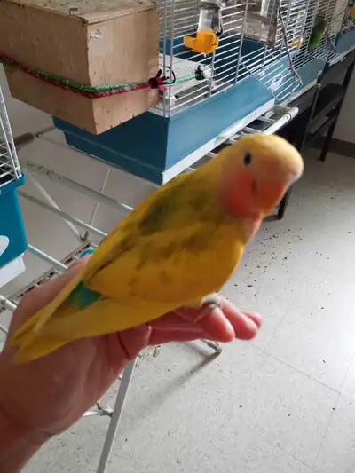 Baby love bird peach face hand feed friendly Male $99 No cage No delivery bring box with you please....