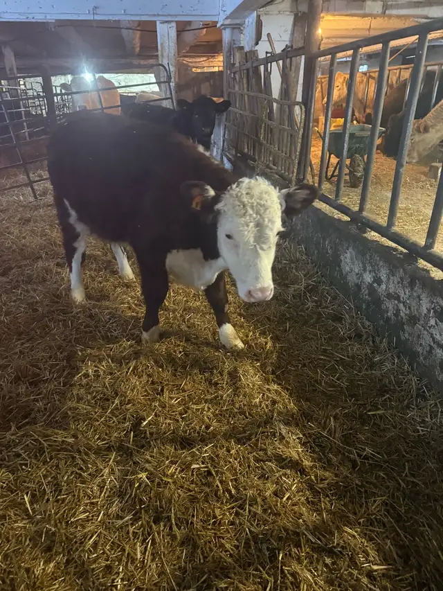black angus steer and 2 Hereford bulls in Livestock in Stratford - Image 6