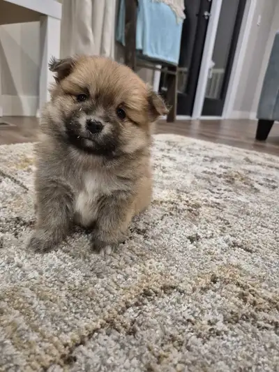 1 puppy available (male) he loves playing and is used to big dogs and kids. The mom is a larger pome...