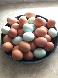 Fresh free range eggs from our farm 