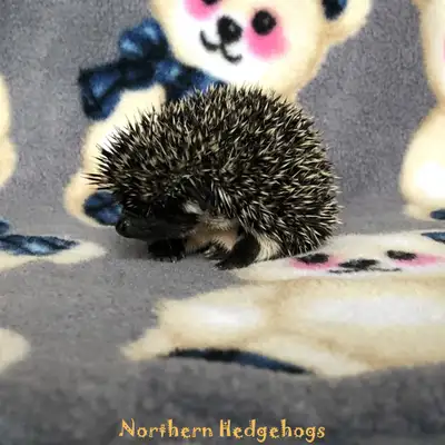 Pedigreed Hedgehog Babies from Ethical Breeder, View more