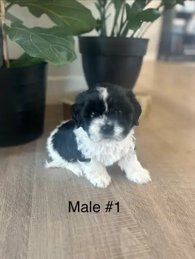 Beautiful bichon Shihtzu puppies, View more