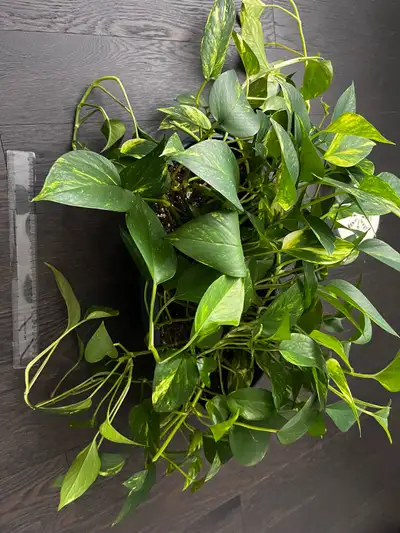 Golden Pothos, View more
