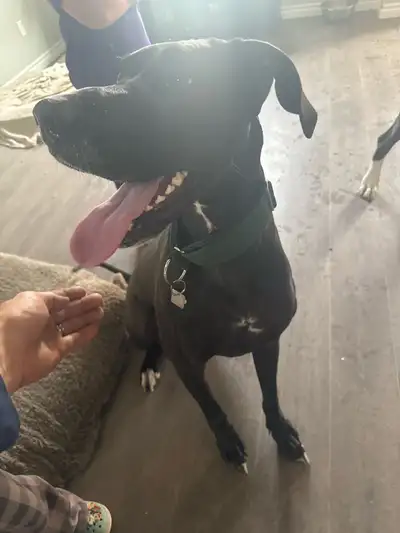 Olive has returned to us on return to breeder contract. as her owner was unable to care for her any...