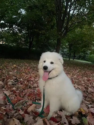 Samoyed Puppy!!, View more
