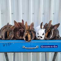 EXTRAORDINARY MINI REX BABY RABBITS Ottawa Ottawa / Gatineau Area Preview
