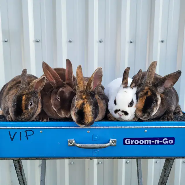 EXTRAORDINARY MINI REX BABY RABBITS in Small Animals for Rehoming in Ottawa - Image 2