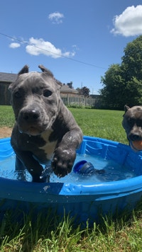 ☆ BLUE AMERICAN BULLDOG FEMALE PUPPIES AVAILABLE READY TO GO ☆