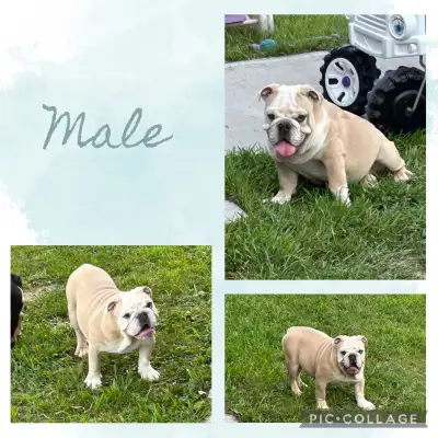 English Bulldog Puppies, View more