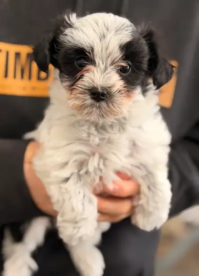 Yorkie x poodle female, View more