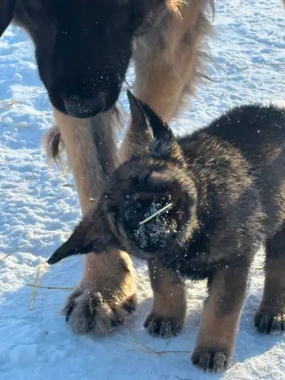 Beautiful Leonberger/Labrador Giant breed puppies, View more