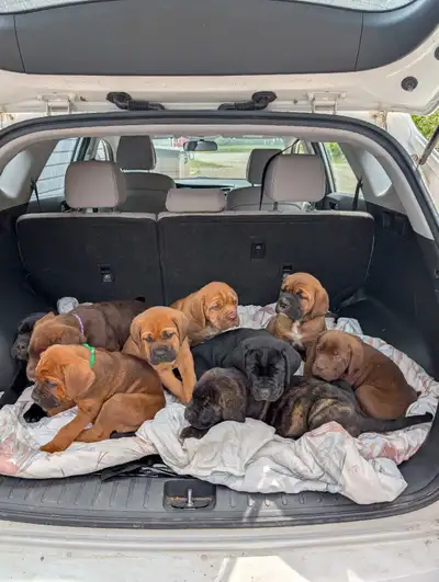 Beautiful, healthy Cane Corso cross puppies mom is 3/4 cane Corso 1/4 tibetan mastiff father is pure...