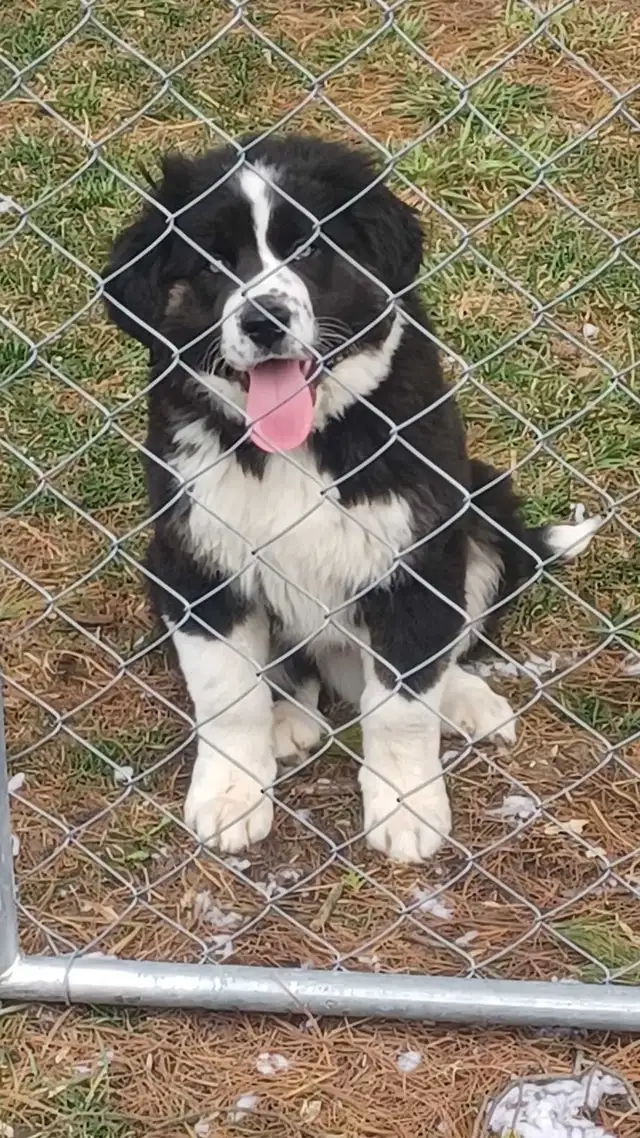 Large breed puppies NEW PRICE in Dogs & Puppies for Rehoming in Norfolk County - Image 7