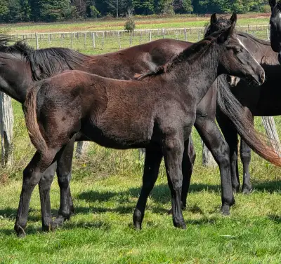 Thick and Rugged AQHA Filly !!!, View more
