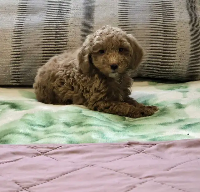 mini poodle puppies in Dogs & Puppies for Rehoming in City of Toronto - Image 4