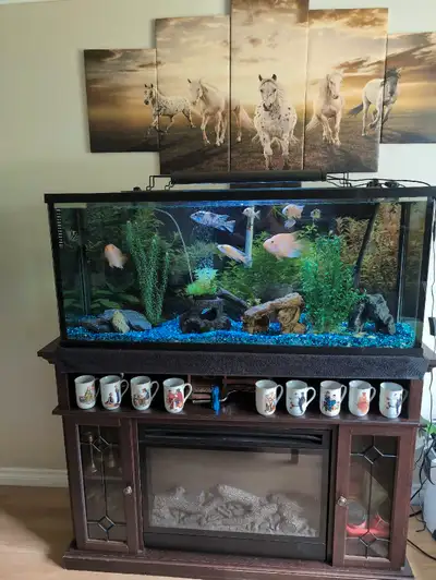 60 gallon long tank and fish, View more