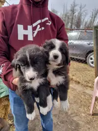 6 Border Collie / Great Pyrenees Puppies. Born March 6,2024.
