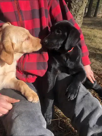 Lovely Labrador Puppies, View more