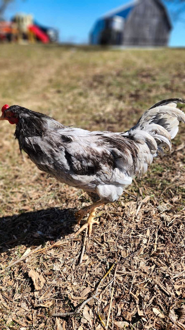 Variety of Easter egger roos available  in Birds for Rehoming in Trenton - Image 2