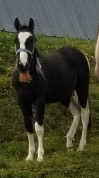 Coming 2yr old registered black tobiano pinto gelding