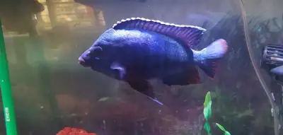Electric Blue Peacock Cichlids, View more