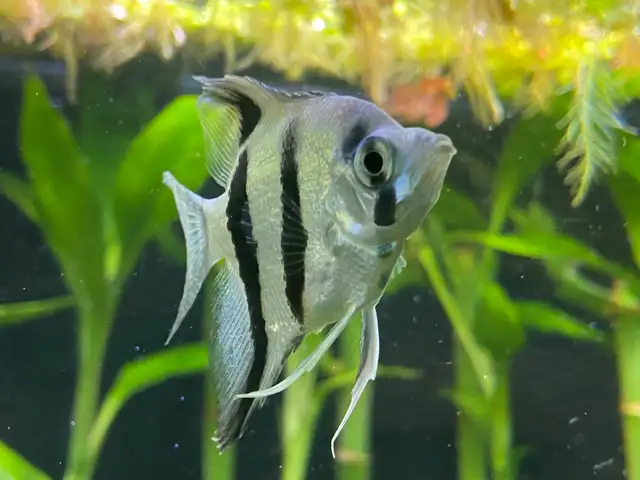 ANGEL FISH ANGELFISH - Pickering  in Fish for Rehoming in City of Toronto - Image 5