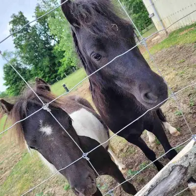Miniature gelding (3yrs old) , selling because I'm moving. I have had him since he was about 9 month...