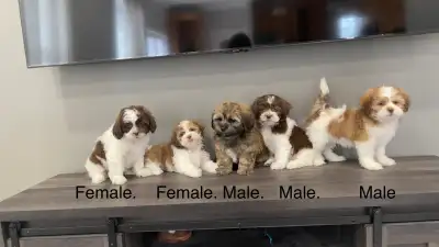 Teddy Bear Shichon Puppies! Shih-Tzu x Bichon Frise!, View more
