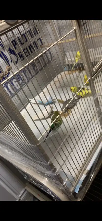 8 budgies (read description), View more