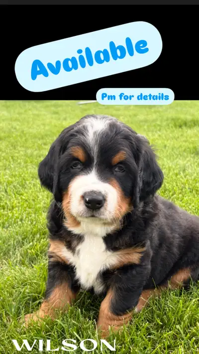 Bernese Mountain Dog Puppies, View more