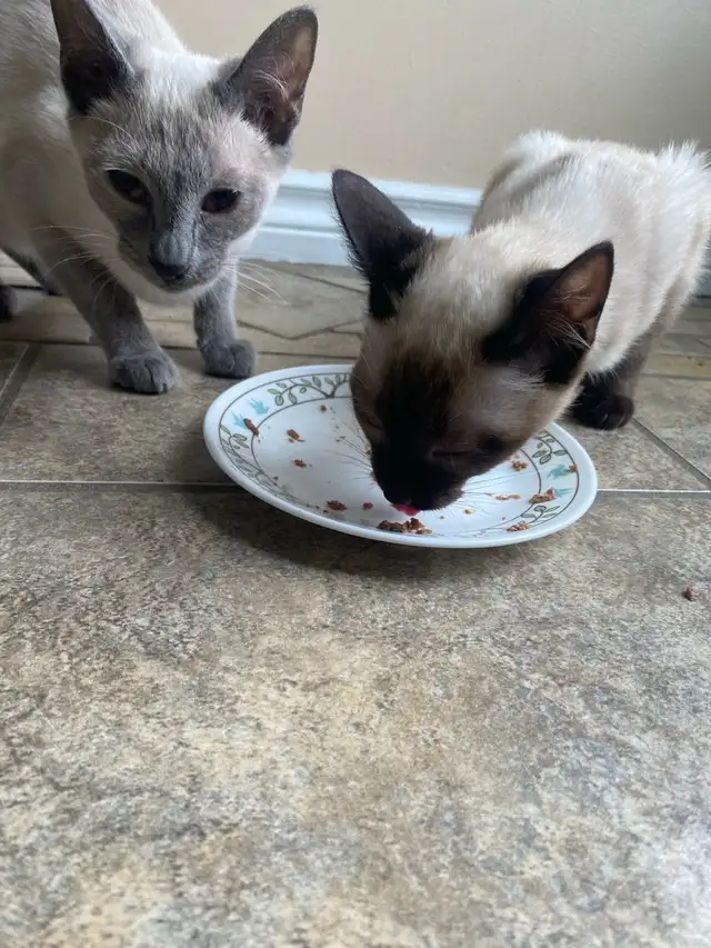 Purebred Siamese Kittens (M) - Ready to Go