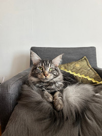 Silver Male Maincoon