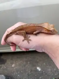 PATTERNLESS CRESTED GECKO MALE