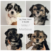Available today! Rare Miki / Maltese 3lb pups