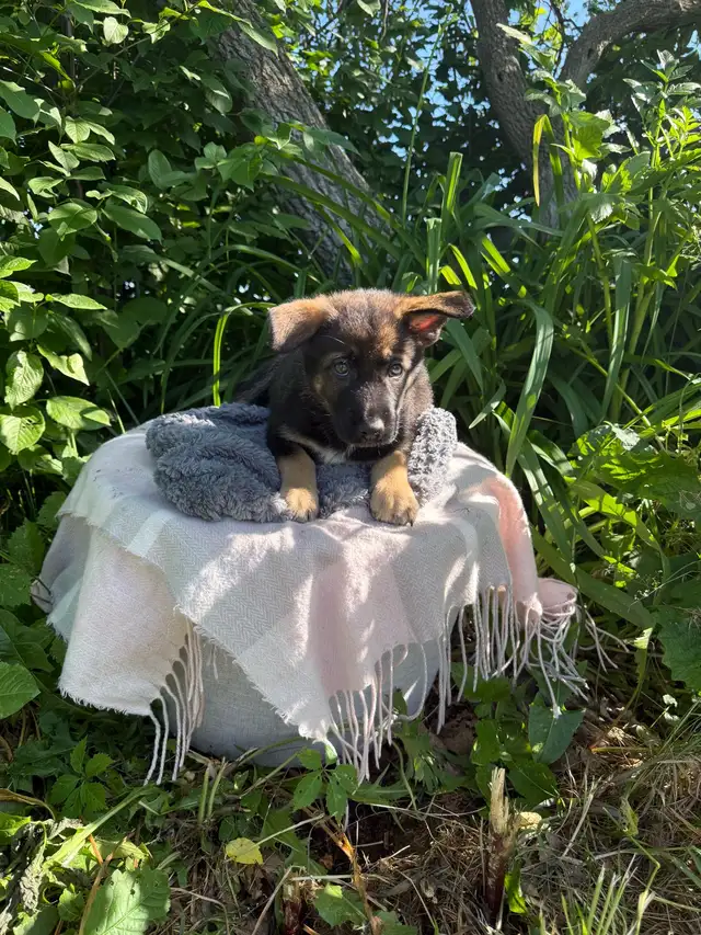 German Shepherd puppies in Dogs & Puppies for Rehoming in Ottawa - Image 4