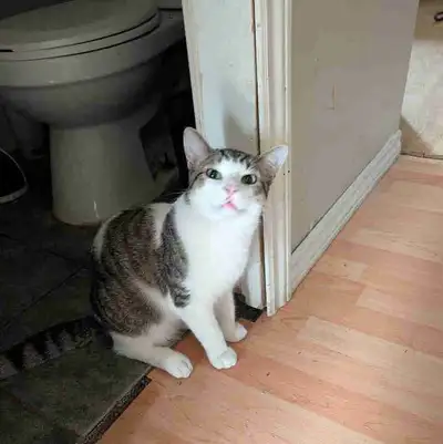 Cats for Sale, View more