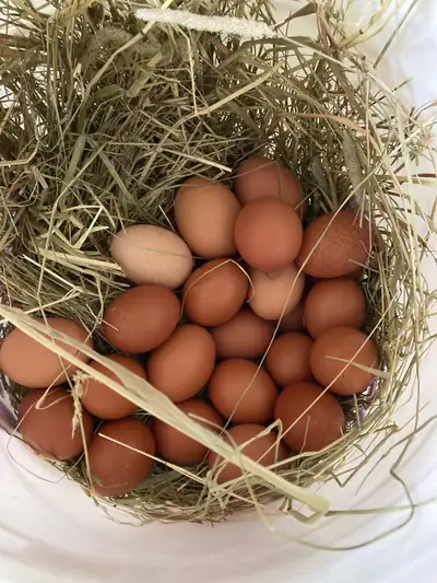 Farm Fresh Chicken Eggs, View more