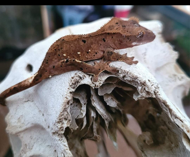 Crested Gecko in Reptiles & Amphibians for Rehoming in Medicine Hat - Image 3