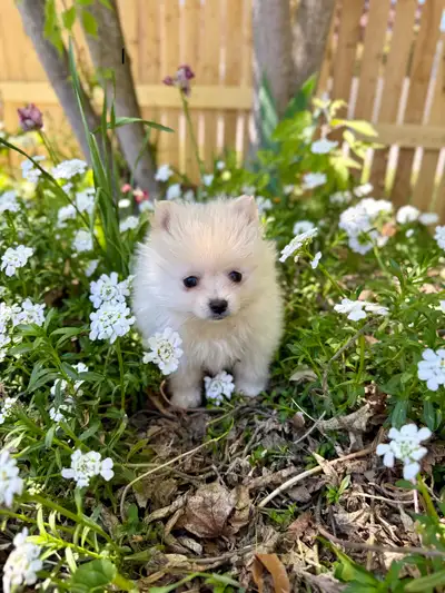 Pomeranian puppy white, View more