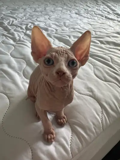 Comes with first set of vaccinations and deworming as well as health certificate Serious inquired on...