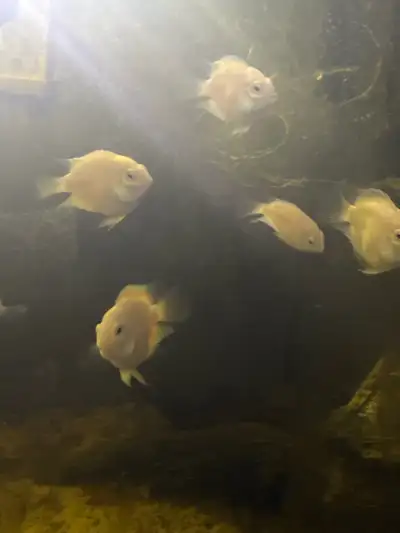 polar white, View more