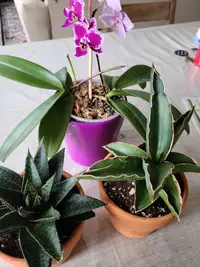 Rare & Exotic Indoor Plants Collection - from $10