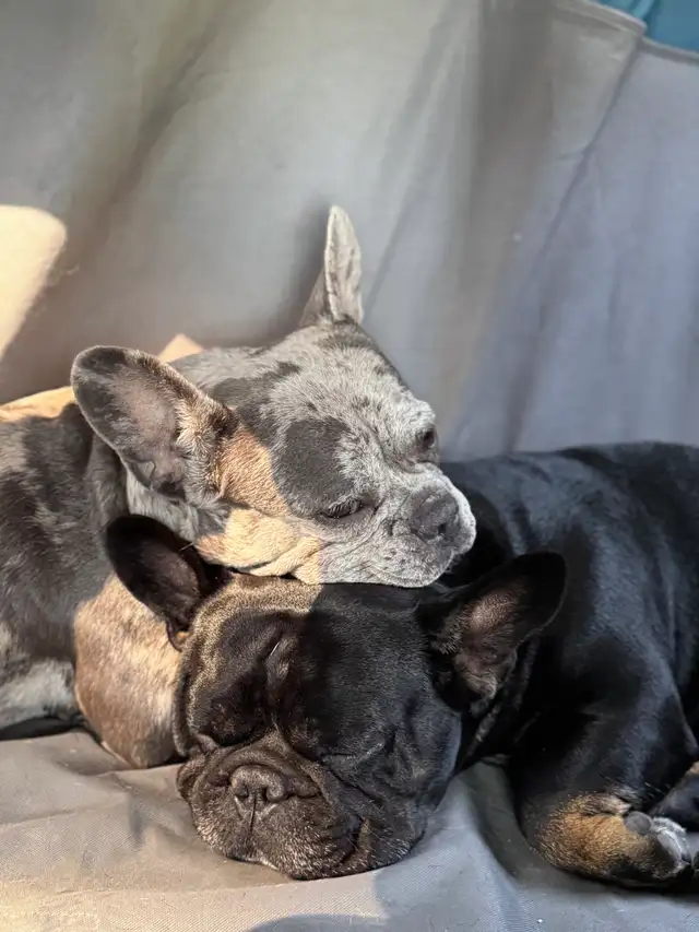 French Bulldog Puppies | Ready Soon | Pre-Booking in Dogs & Puppies for Rehoming in Kelowna - Image 11