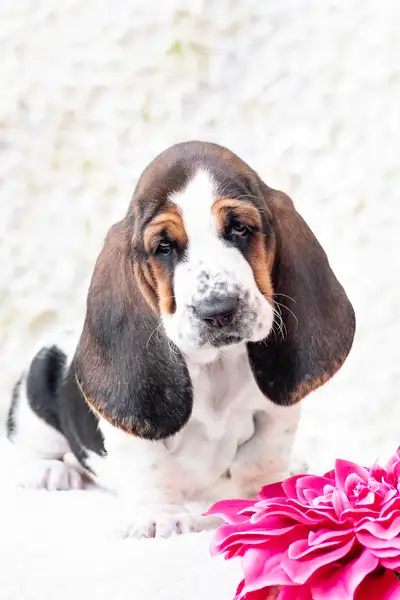On April 5, 2025 I welcomed 9 gorgeous, healthy, strong basset hounds into the world. I have 2 puppi...