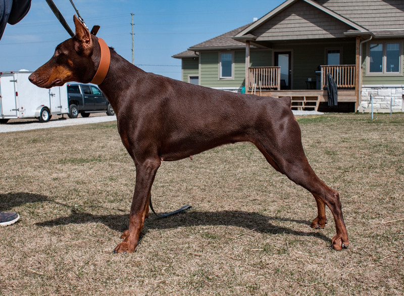 European Doberman puppies | Dogs & Puppies for Rehoming | Hamilton | Kijiji
