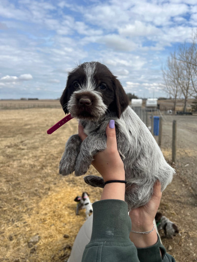WPG Wired Haired Pointing Griffon Puppies